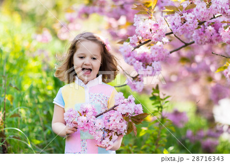 Little girl with cherry blossom Little girl with cherry blossom 28716343