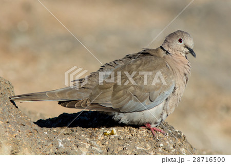 Collared Dove at Fuerteventura Canary Islands 28716500