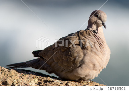 Collared Dove at Fuerteventura Canary Islands 28716501