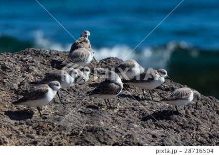 Sanderling at Fuerteventura Canary Islands Sanderling at Fuerteventura Canary Islands 28716504