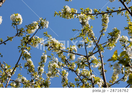blooming branch of cherry tree in spring blooming branch of cherry tree in spring 28716762