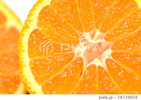 デコポン 28720059