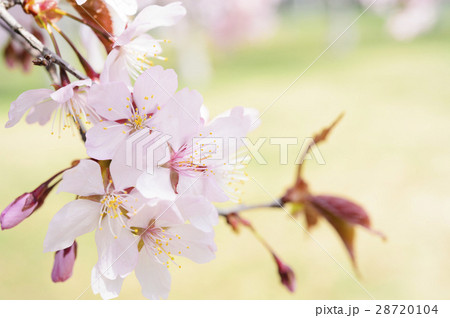 桜のアップ(グリーンバック) 桜のアップ(グリーンバック) 28720104