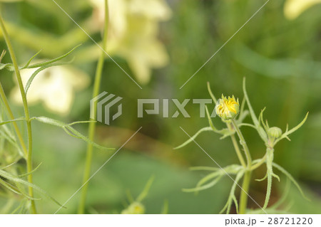 ラステニア・コロナリアの花の蕾 ラステニア・コロナリアの花の蕾 28721220
