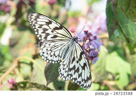 オオゴマダラ オオゴマダラ 28723588