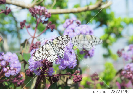 オオゴマダラ オオゴマダラ 28723590