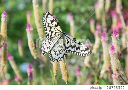 オオゴマダラ オオゴマダラ 28723592