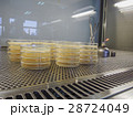 Agar plates culture 28724049