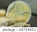 Agar plates culture close-up 28724051