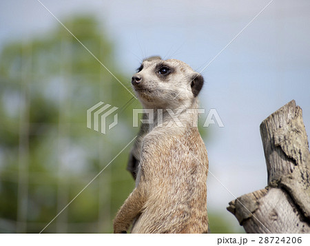 ミーアキャット 28724206