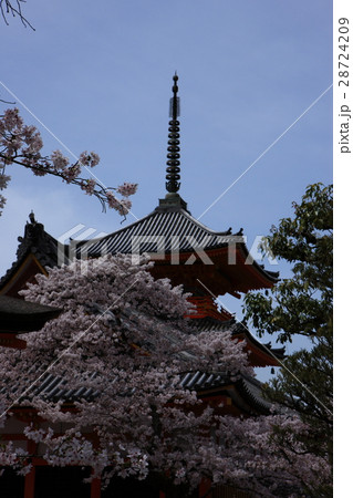 清水寺の桜 清水寺の桜 28724209