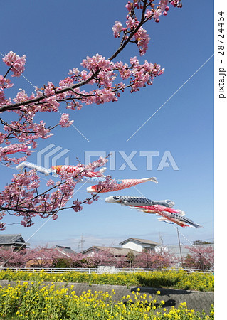河津桜と菜の花まつりで青空に泳ぐこいのぼり 28724464