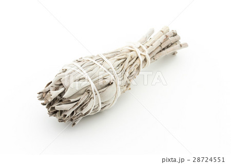 ホワイトセージ:White sage 28724551