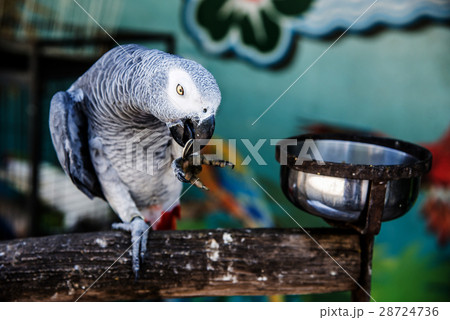 Parrot, lovely bird, animal and pet 28724736