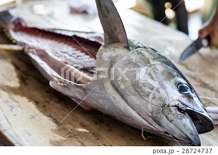 マグロ 28724737