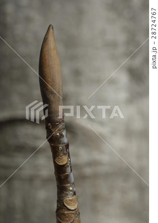 自然　植物　ホオノキ、冬芽と葉痕。背景は幹。灰色の地肌に大きな皮目が見えます 28724767