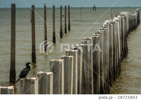 seagull seagull 28725803