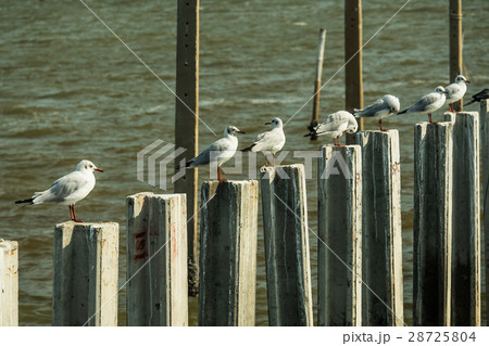 seagull seagull 28725804