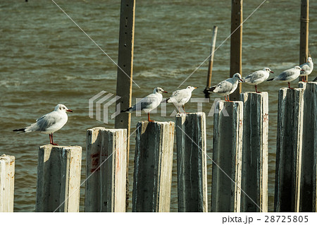 seagull seagull 28725805
