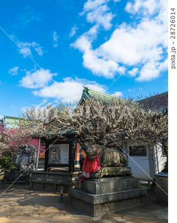 北野天満宮の牛の石像と梅の花 28726014