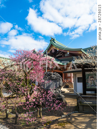 北野天満宮の梅と宝物殿 北野天満宮の梅と宝物殿 28726015