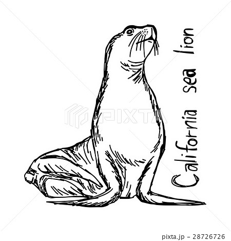 California Sea Lion Vector Illustration Sketch のイラスト素材
