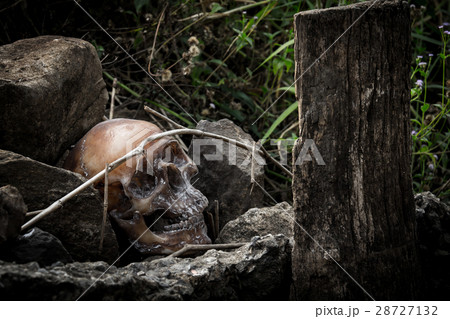 Still life with human skull on the rocks 28727132