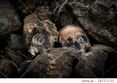 Still life with human skull on the rocks Still life with human skull on the rocks 28727133
