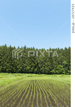稲穂と青空 28727435