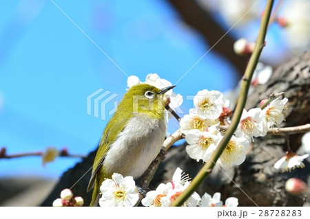 梅の花とメジロ（N） 28728283