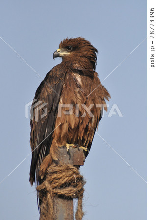 Black Kite Black Kite 28728396