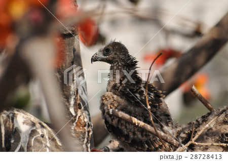 Black Kite   28728413