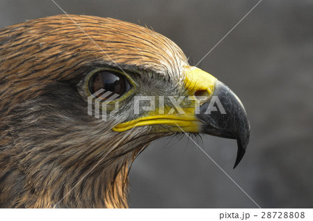Black Kite Black Kite 28728808