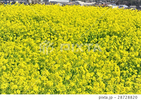 菜の花畑 菜の花畑 28728820