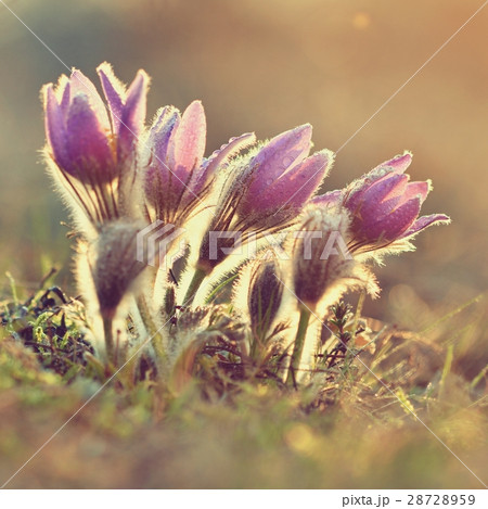 Spring flowers. Beautifully pasque flower - sunset Spring flowers. Beautifully pasque flower - sunset 28728959