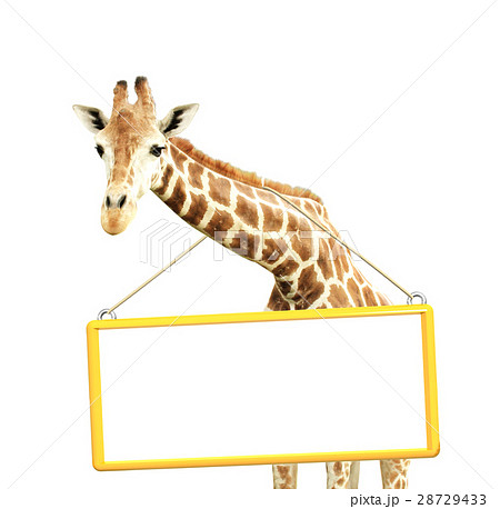 Giraffe with signboard Giraffe with signboard 28729433