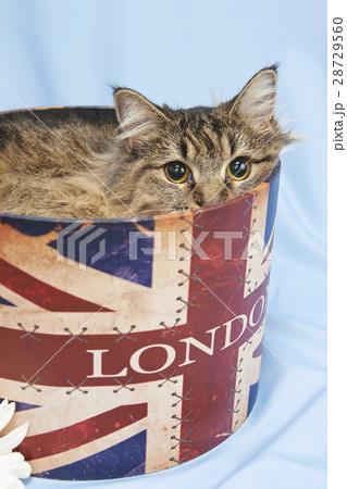 箱から顔を出すネコ 28729560