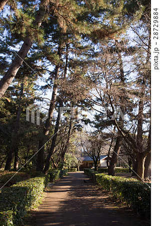 京都御苑の風景 28729884