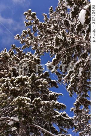北海道富良野の十勝岳の冬景色 28730498