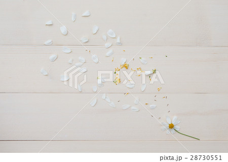 Blowing white petals and Spanish needle flowers 28730551