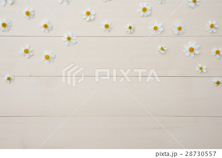 Pattern of white Spanish needle flowers 28730557