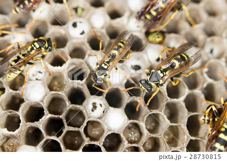 wasps. close 28730815