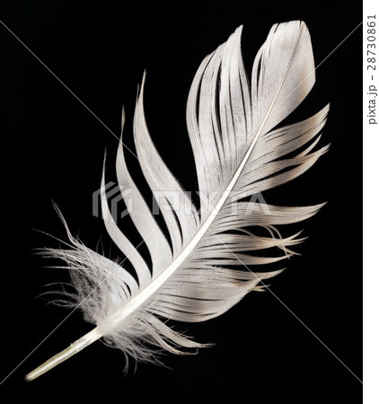 feather on a black background feather on a black background 28730861