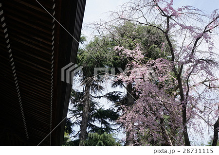 桜咲く高安寺 府中市 桜咲く高安寺 府中市 28731115