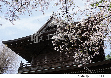 桜咲く高安寺　府中市 28731126