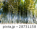 竹林イメージ 28731158