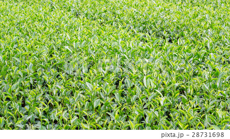 Green tea plantation at Chiang Rai, Thailand. Green tea plantation at Chiang Rai, Thailand. 28731698