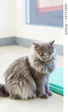 gray persian cat sitting in the room. 28731699