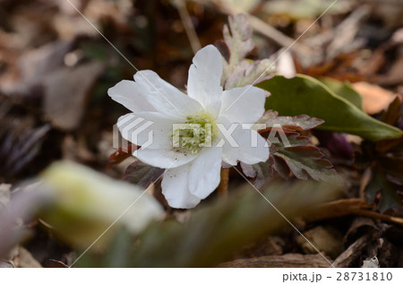 キクザイチゲ・菊咲一華 キクザイチゲ・菊咲一華 28731810