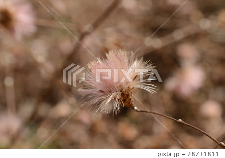 コウヤボウキ・高野箒 コウヤボウキ・高野箒 28731811